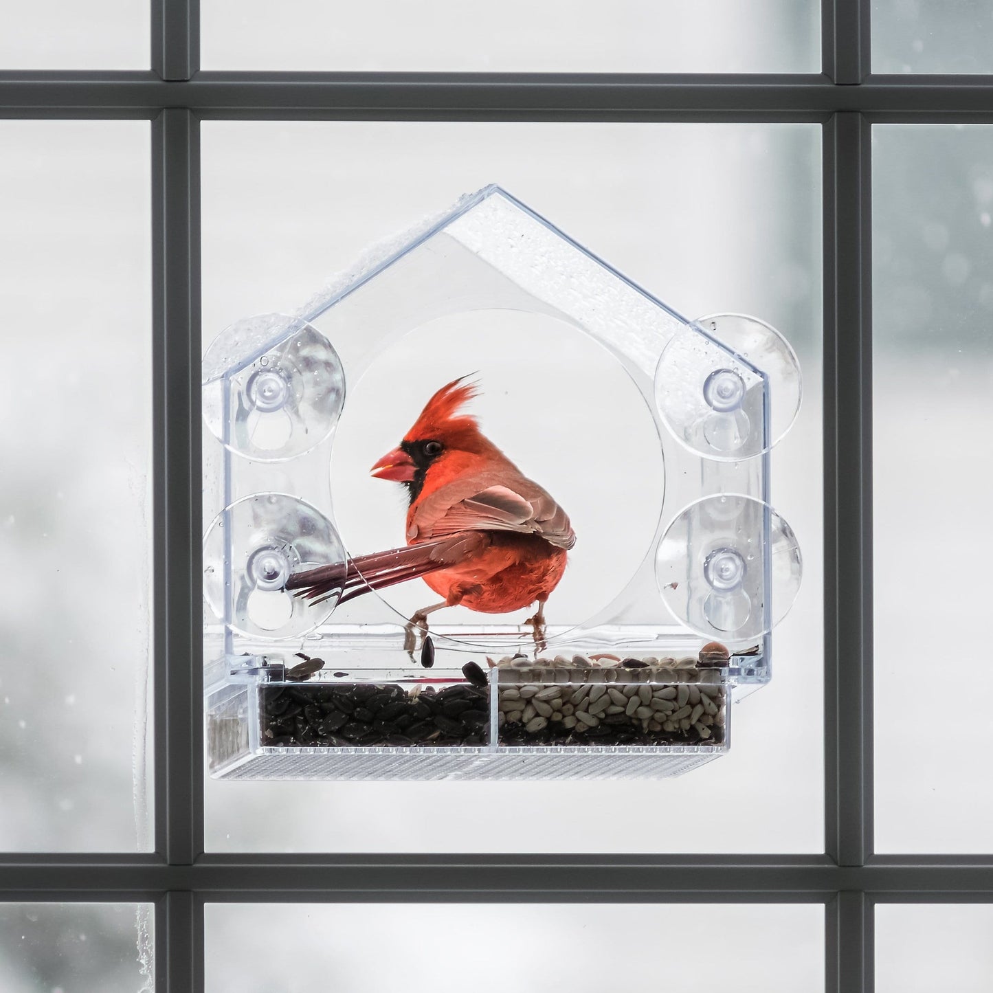 Clear Polycarbonate Window Bird Feeder