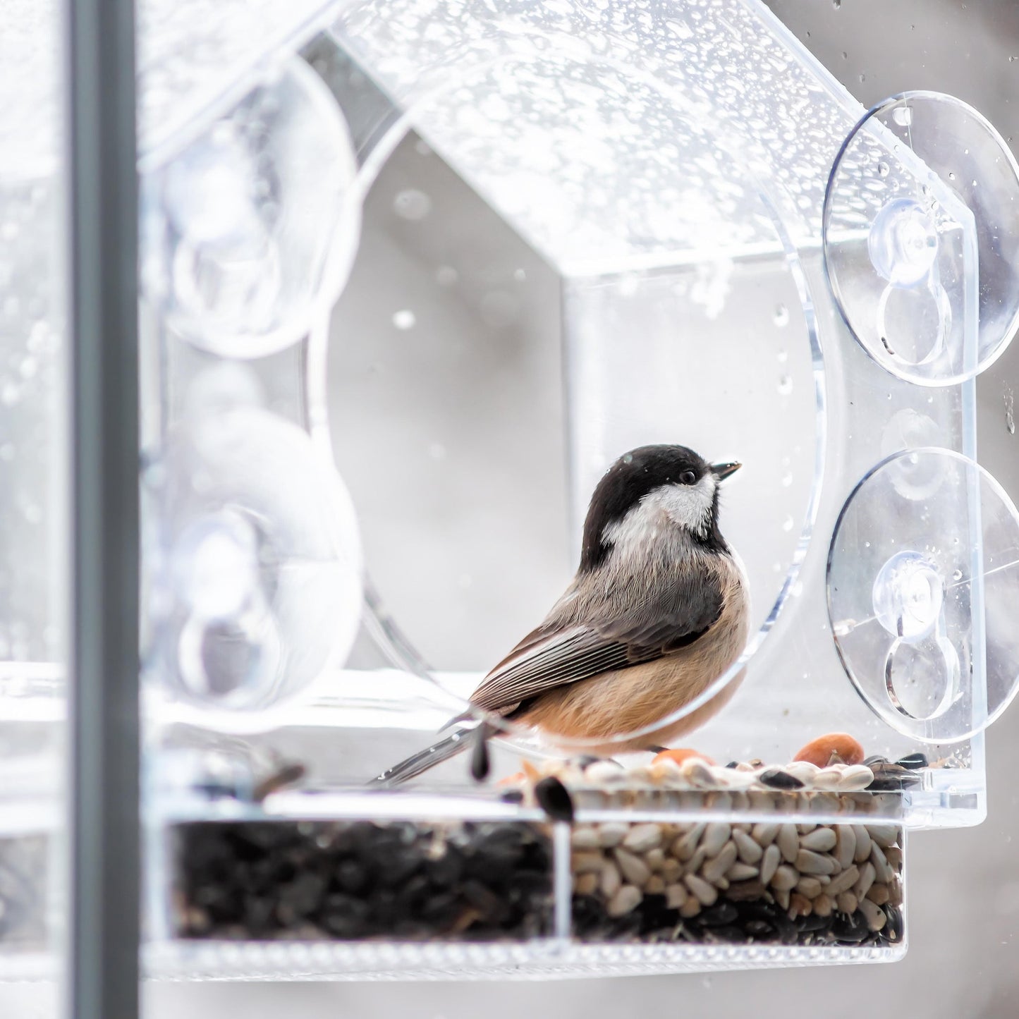 Clear Polycarbonate Window Bird Feeder