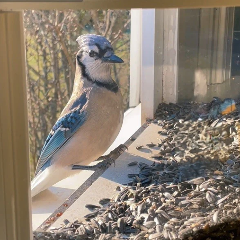 180 Degrees Clear View Window Bird Feeder
