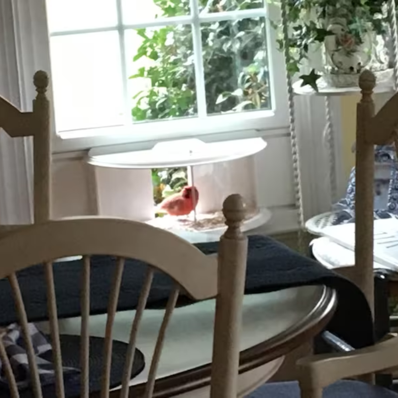 180 Degrees Clear View Window Bird Feeder
