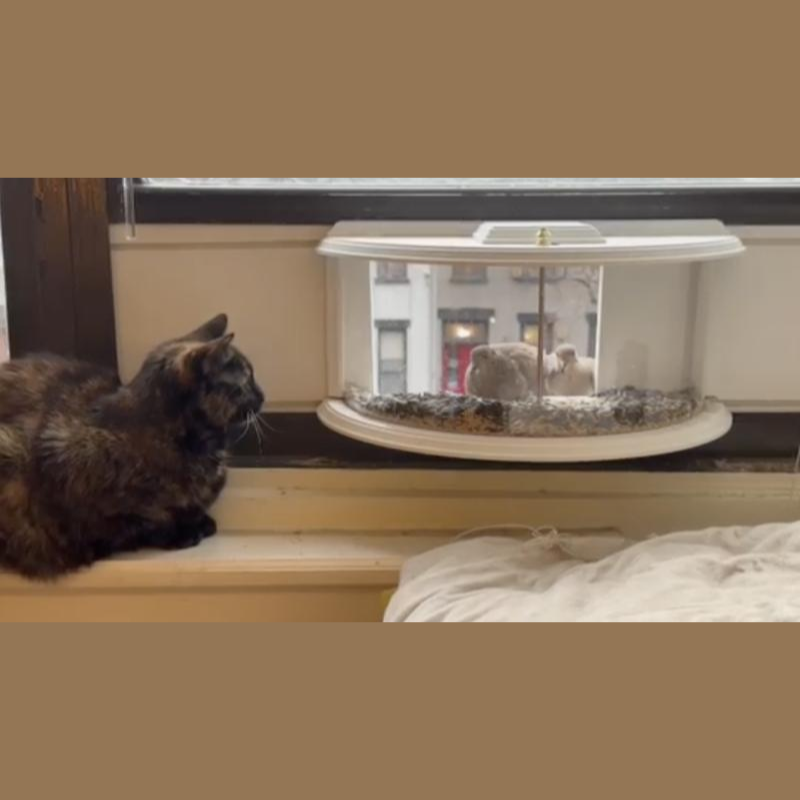 180 Degrees Clear View Window Bird Feeder
