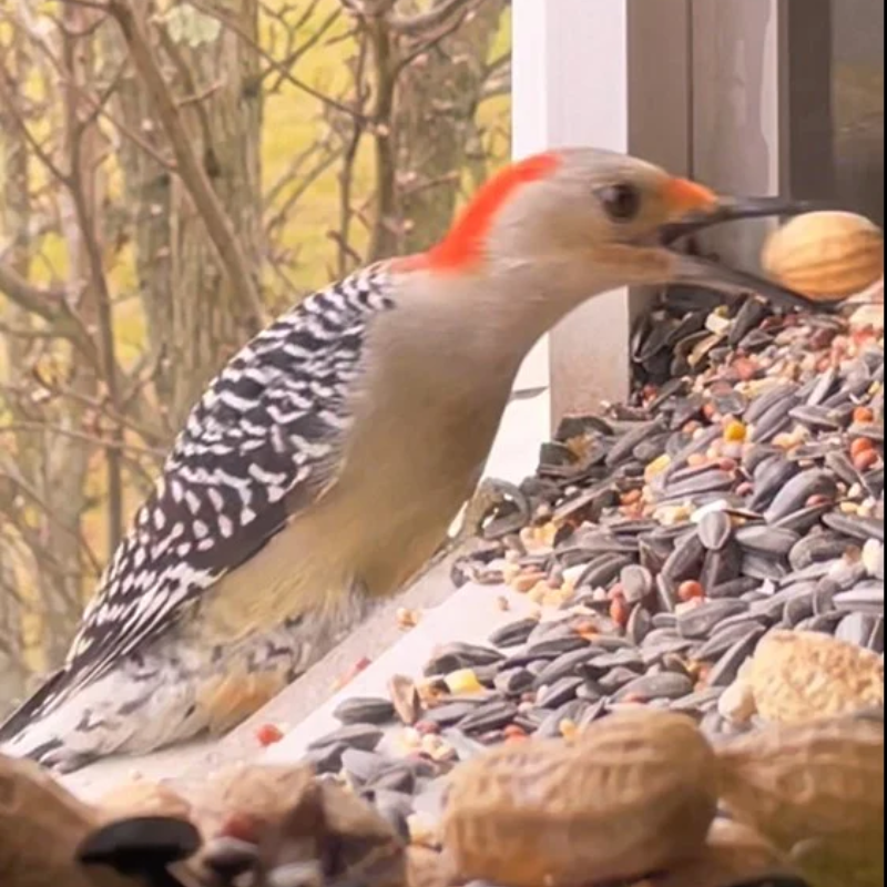 180 Degrees Clear View Window Bird Feeder