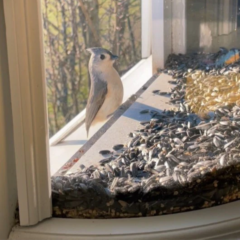 180 Degrees Clear View Window Bird Feeder