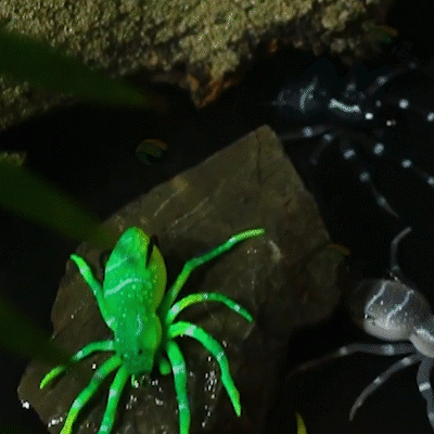 Spider Soft Fishing Lures