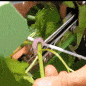 Plant Tying Tape Tool
