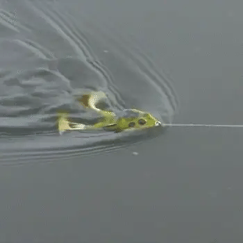  EVER Frog Lure Frog Torpedo Double Propeller Frog